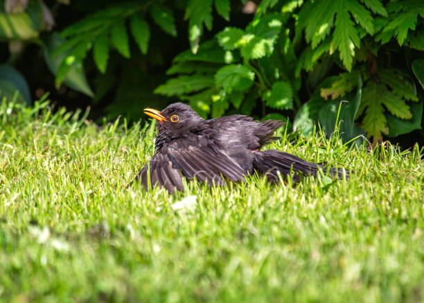 istock Male Blackbird (Turdus merula) in Phoenix Park, Dublin, Ireland 1676545060