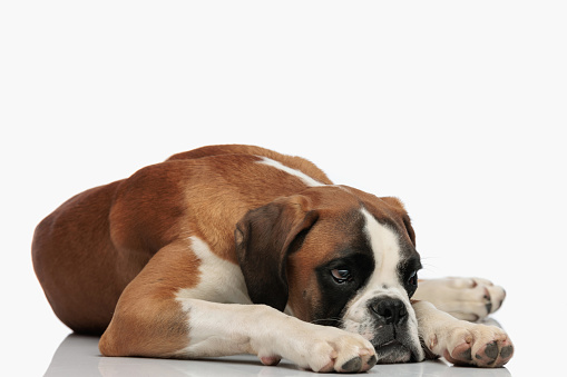 tired boxer puppy laying down and keeping head on the floor while looking away on white background