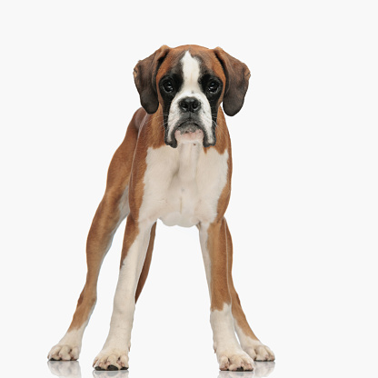 lovely little boxer puppy looking forward and standing in front of white background in studio