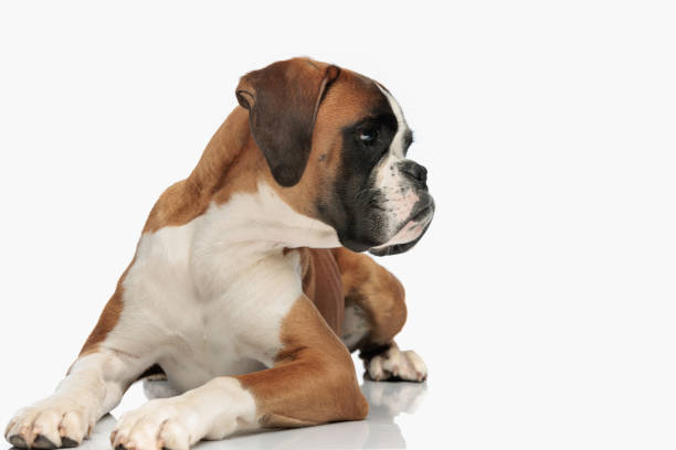 istock precious little boxer puppy laying down and looking to side 1676549530