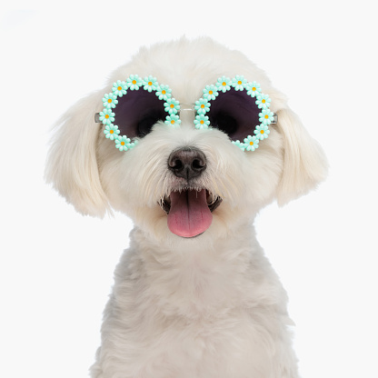 portrait of precious little bichon dog with flowers sunglasses panting and sticking out tongue while sitting on white background