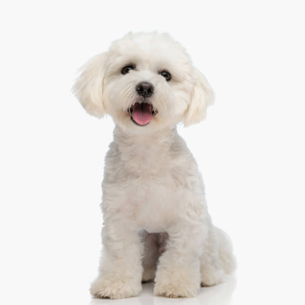 istock happy little bichon dog sticking out tongue and panting while sitting 1676551232