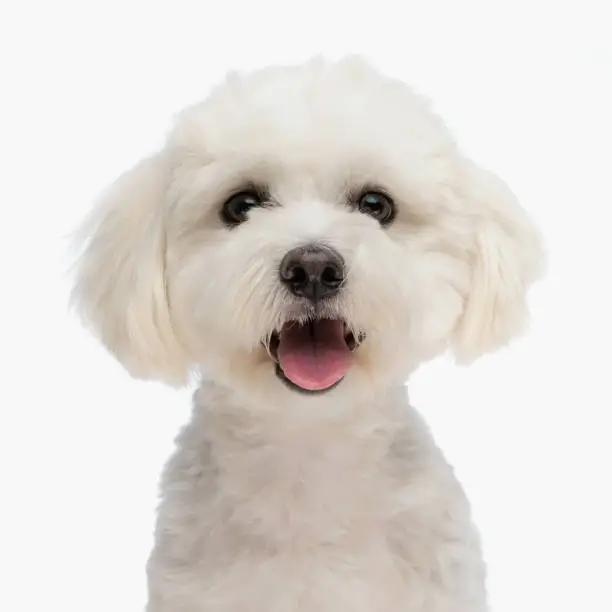 portrait of beautiful bichon puppy with fluffy fur sticking out tongue and looking forward in front of white background in studio