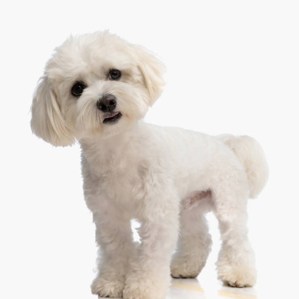 istock curious little bichon dog looking away and questioning while standing 1676553411