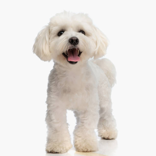 istock happy small bichon puppy sticking out tongue and panting while walking 1676553918