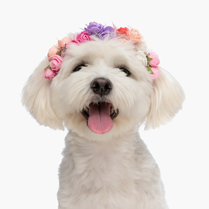 portrait of little bichon dog with flowers headband sticking out tongue and panting while sitting on white background in studio
