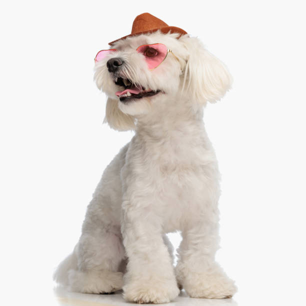 istock cute small bichon dog with cowboy hat looking to side and panting 1676554844
