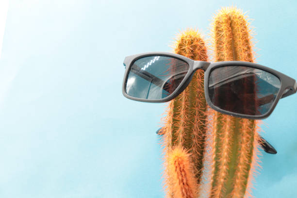 istock cactus with sunglasses representing summer concept 1676560042