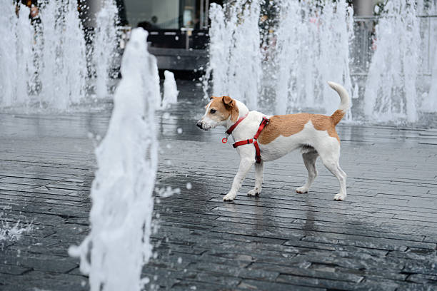 Wet smooth coated Parson Jack Russell Terrier wandering through a fountain