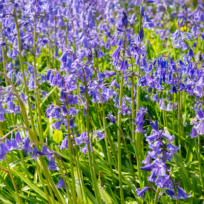 A carpet of bluebells on a sunny spring day, with focus on foreground.