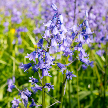 Bluebells on a sunny spring day, with focus on foreground.