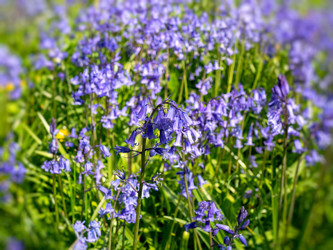 A carpet of English bluebells on a sunny spring day, with focus on foreground.