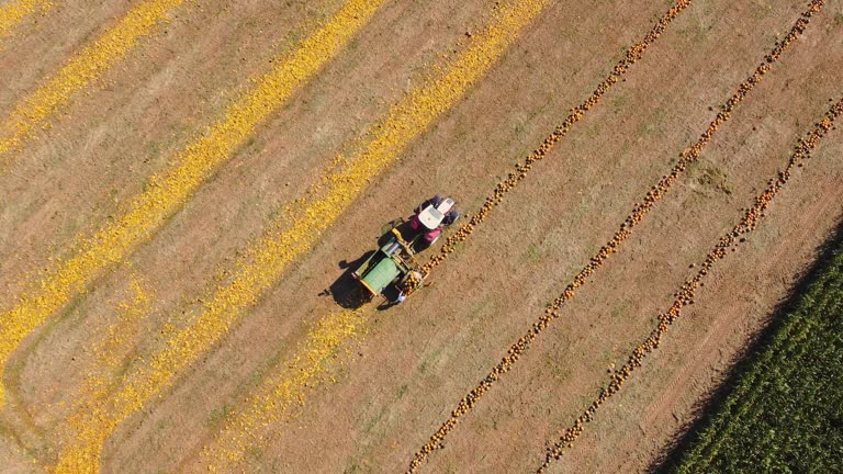 AERIAL Drone Shot of Combine Harvester Harvesting Pumpkin Seeds on Farm