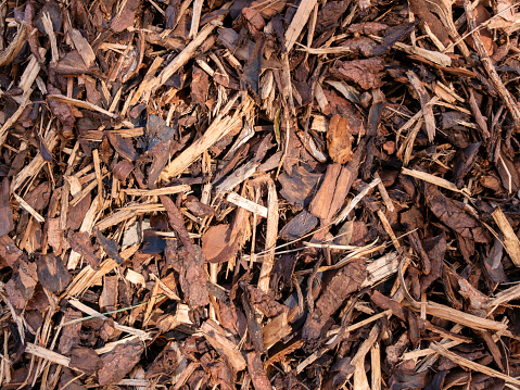 Bark and wood chippings, roughly shredded for mulch to be placed around shrubs and trees to keep weeds away.