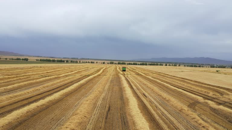 Aerial view of golden wheat fields during autumn harvest