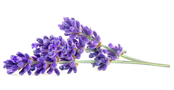 kwiaty lawendy izolowane na białym tle - lavender lavender coloured flower homeopathic medicine zdjęcia i obrazy z banku zdjęć