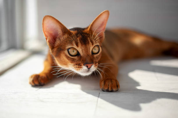 istock Hunter cat, the muzzle of the Abyssinian cat before the attack close-up. The cat is playing indoors and getting ready to jump. The eyes of a playful pet wanting to pounce 1676575886