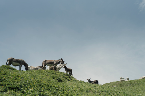 A herd of cows and a group of donkeys graze on a meadow in the Maritime Alps (Cuneo, Piedmont, Italy)