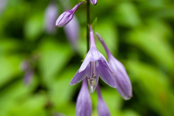 istock Flowers of Hosta lancifolia 1676605164