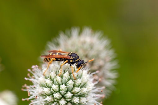 The paper wasp Polistes gallicus on a flower.