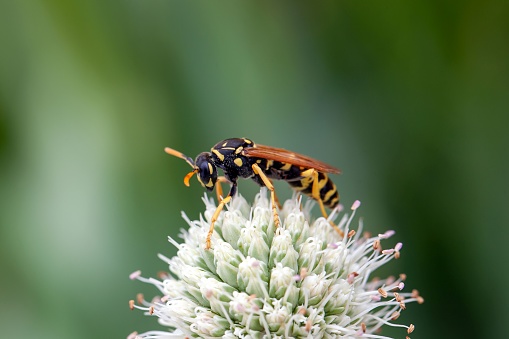 The paper wasp Polistes gallicus on a flower.