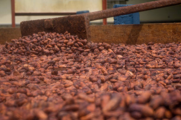 istock Fresh cocoa cut exposing cocoa nibs 1676610726