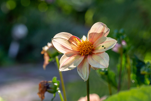 Vibrant color on the petals of a light purple dahlia flower with an unopened bud in the background.