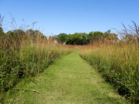 Nature Trail Path with a Blue Sky Background