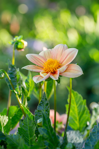 The petals of a beautiful dahlia flower and two unopened buds in a Cape Cod garden.