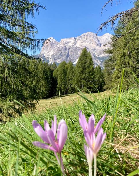 Bergblick in den Dolomiten, eine Gebirgskette in Italien mit einem Herbstkrokus davor – Foto