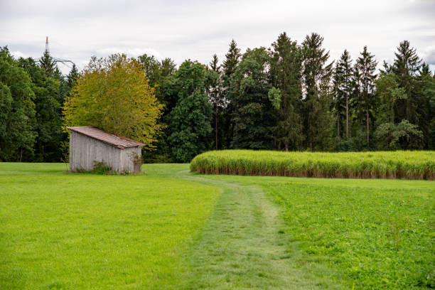 Shed on the green hill in the spring . Rustic barn on the agricultural field