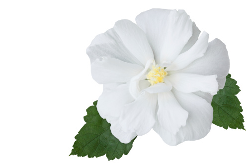 Multi petals hibiscus flower isolated on white