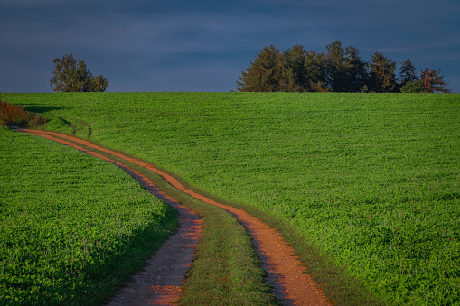 Summer path between green fields near Vysoke nad Jizerou town in nice evening