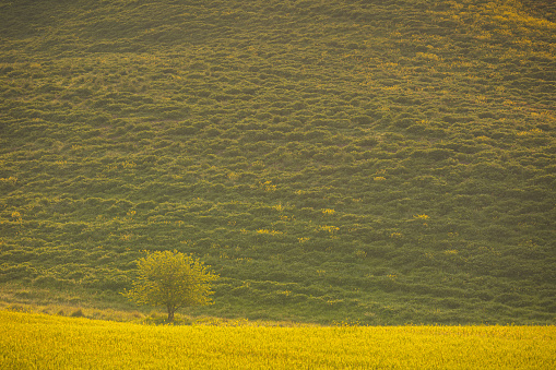 Little tree on the hill in Tuscany, Italy