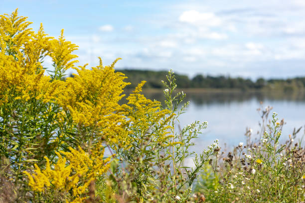istock Calm lake with trees and blue sky 1676624994