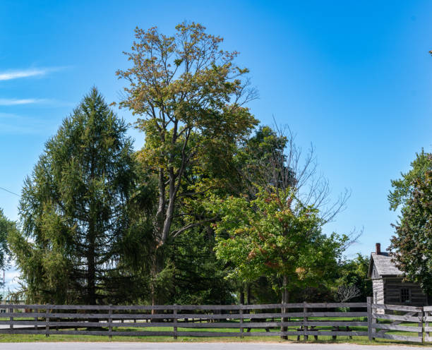istock Tall trees and old wooden fence with blue sky 1676624996