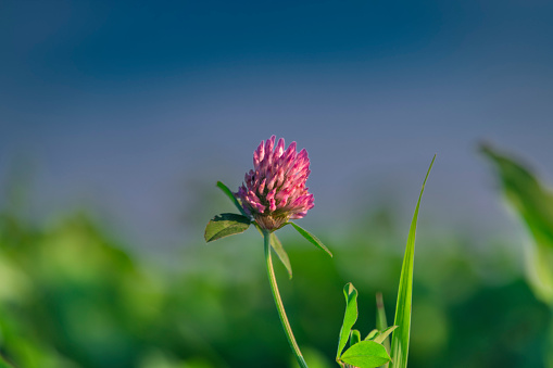 Clover bloom in summer sunset evening in fresh national park in north Bohemia