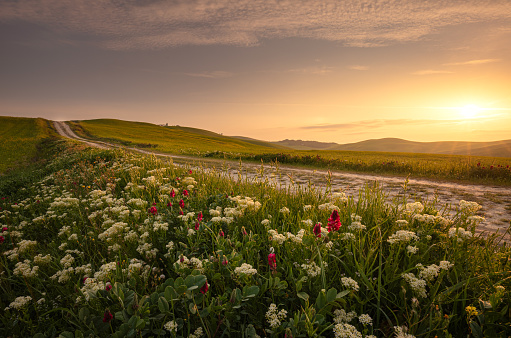 Spring landscape with pathway in the hills of Val d'Orcia