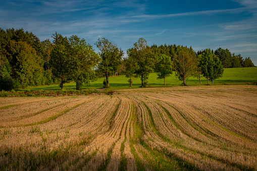 Empty green landscape and clear blue sky