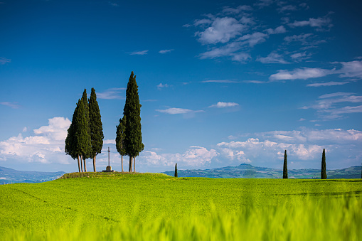 Croce di Prata and cypressess in San Quirico, Val d'Orcia, Tuscany