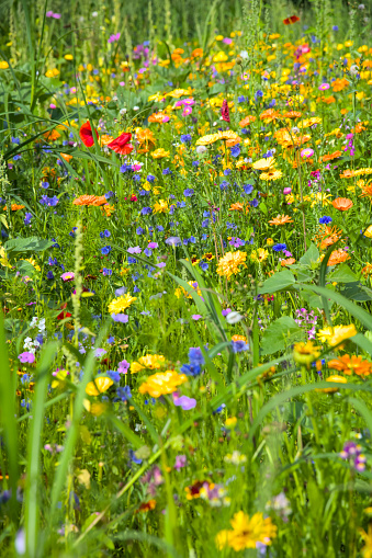 a colorful field of different wildflowers