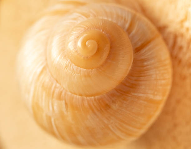 istock Macro photo of a beige shell. blur and selective focus 1676648991