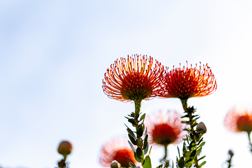 istock Beautiful Red Pincushion flowers in sunshine, background with copy space 1676649510