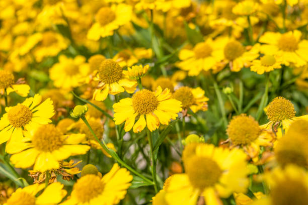 Selective focus full frame of yellow blooming helenium flowers. Focus on the middle part of the photo. Selective focus full frame of yellow blooming helenium flowers. Focus on the middle part of the photo. Garden, cottage, rural. sneezeweed stock pictures, royalty-free photos & images