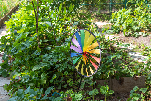 Multi-colored spinner toy rotating in the garden of a cottage colorful wind turbine on a background of green leaves. Garden, cottage, countryside.