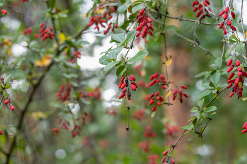 Wild barberry berries against a background of foliage and trees. Garden, cottage, countryside.
