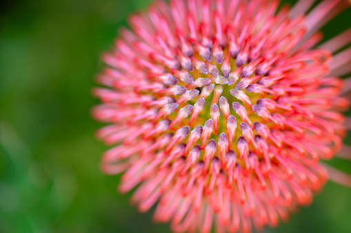Closeup of a blooming red sun hat (Echinacea) with water drops in the summer in backlight
