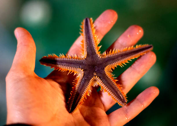 istock starfish in the hand palm 1676666350