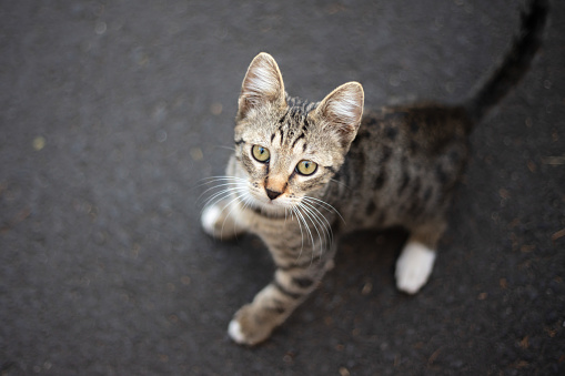 Stray cat on the street.\nLocation : Istanbul - Turkey.