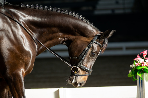 dressage horses